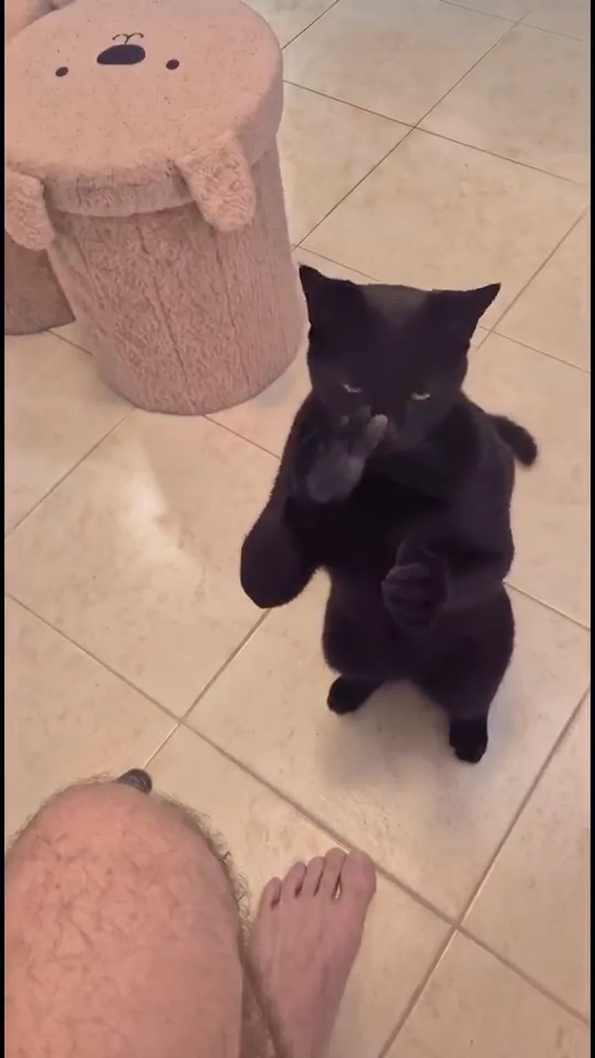 Clapping Cat AI Video