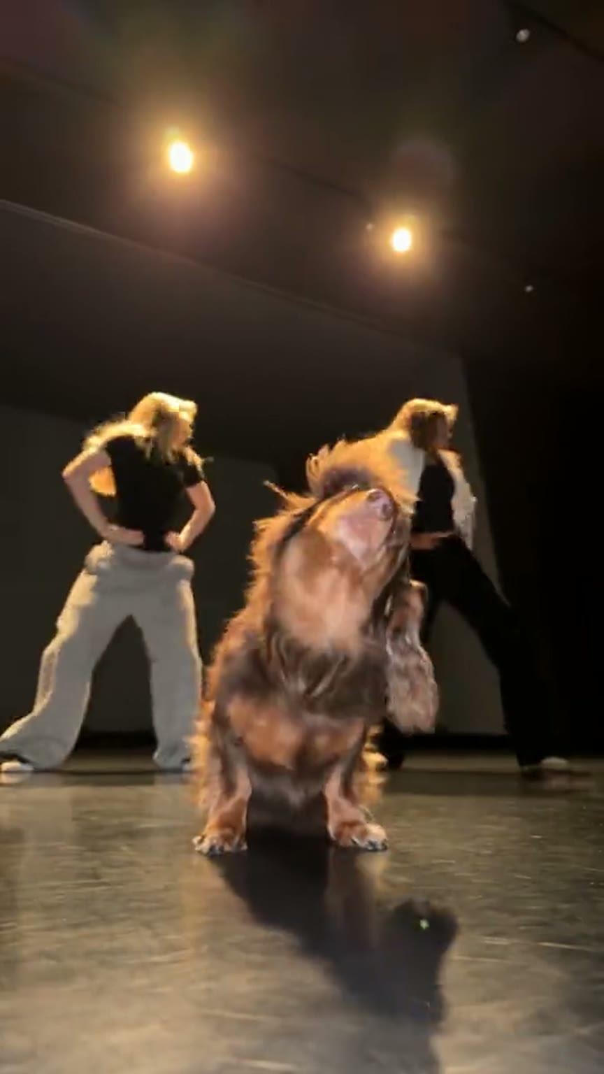 Single Ladies Dog Dance AI